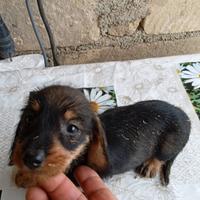 Cuccioli Bassotto