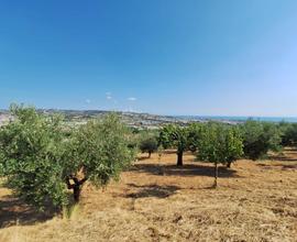 Terreno agricolo - Colonnella