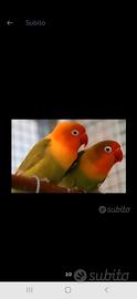 Inseparabile