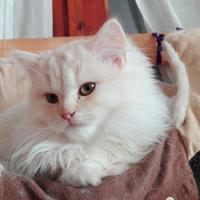 Cucciolo British Longhair