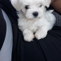 Maltese toy