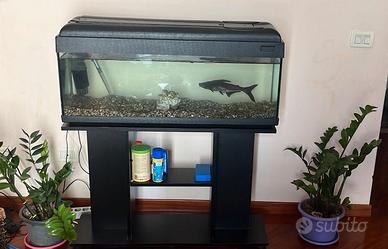 Acquario