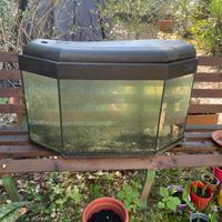 Acquario 80x50x35