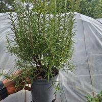 PIANTE AROMATICHE