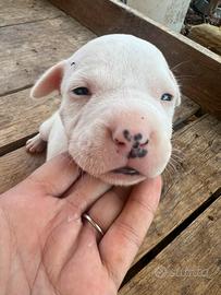 Pitbull UKC femmina