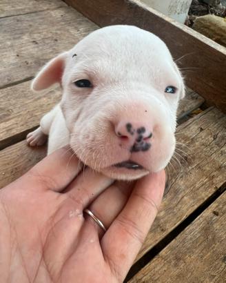 Pitbull UKC femmina