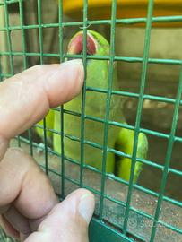 Coppia dì Parrochetti dal collare