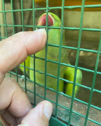 Coppia dì Parrochetti dal collare