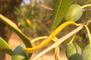 Cagliari terreno agricolo 