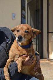 Ciccio il dolce coccolone