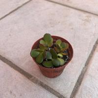 Albero di giada pianta grassa