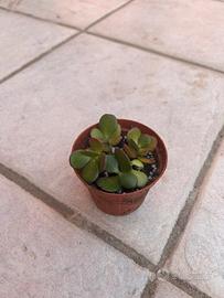 Albero di giada pianta grassa