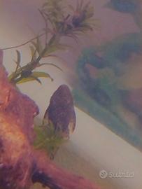 Pesce ancistrus