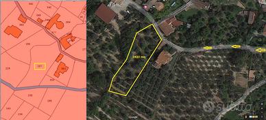 TERRENO 2430mQ ULIVETO,AGRUMETO,QUERCE,FICHI,NOCI