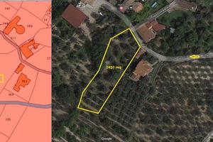 TERRENO 2430mQ ULIVETO,AGRUMETO,QUERCE,FICHI,NOCI