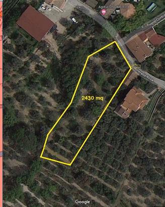 TERRENO 2430mQ ULIVETO,AGRUMETO,QUERCE,FICHI,NOCI