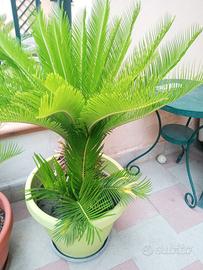 Tre splendide Cycas