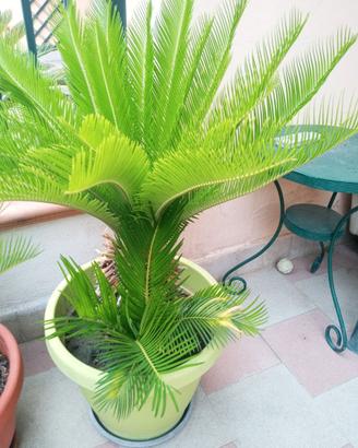 Tre splendide Cycas