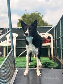 Border collie maschio da monta