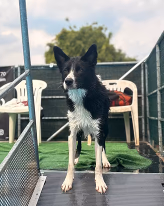 Border collie maschio da monta