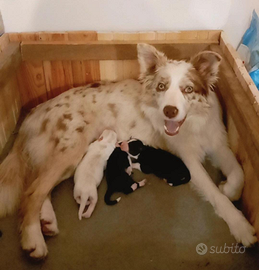 Cuccioli Border Collie, 500