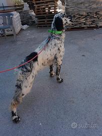 Setter di crocedomini