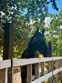 Cavallo