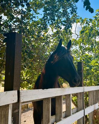Cavallo