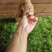 Conigli nani di selezione ariete nano x minilop