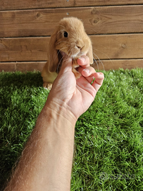 Conigli nani di selezione ariete nano x minilop