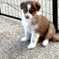 Cuccioli di pastore australiano