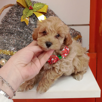 Barboncino toy femmina 95 giorni