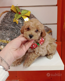 Barboncino toy femmina 95 giorni