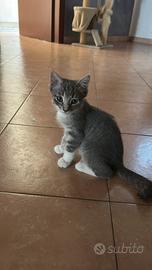 Gattino maschio