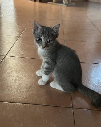 Gattino maschio