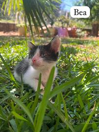 Bea gattina 2 mesi