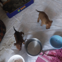 Cagnolino