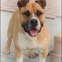 American Staffordshire terrier