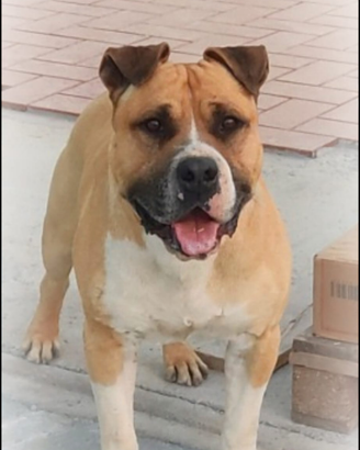 American Staffordshire terrier