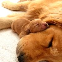 GoldenRetrieverAmericani cuccioli Marzo 2026