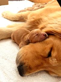 GoldenRetrieverAmericani cuccioli Marzo 2026