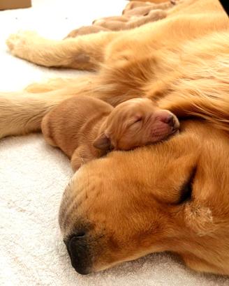 GoldenRetrieverAmericani cuccioli Marzo 2026