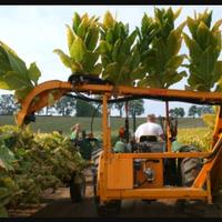 Macchina raccolta tabacco Kirpy