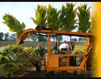 Macchina raccolta tabacco Kirpy