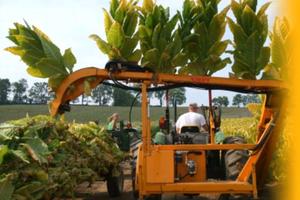 Macchina raccolta tabacco Kirpy