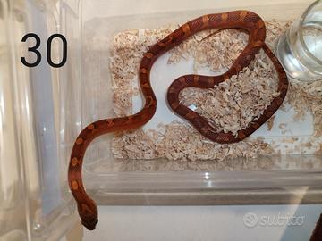 Guttata/serpente del grano