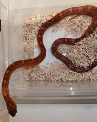 Guttata/serpente del grano