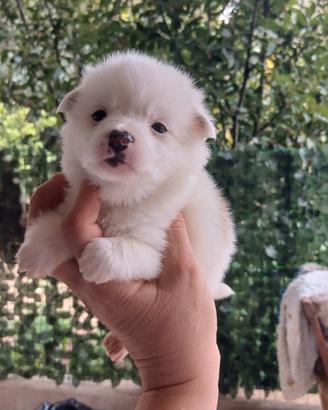Volpini spitz toy femmine