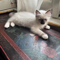 Ultima cucciola di Ragdoll