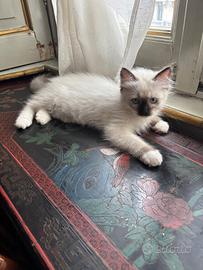 Ultima cucciola di Ragdoll